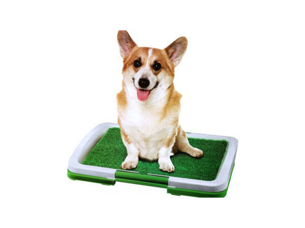 Kuweta trawą dla psa psów szczeniąt mata do nauki