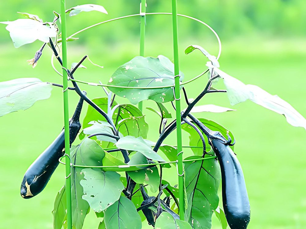 Podpora do roślin kwiatów pierścieniowa okrągła stabilna drabinka