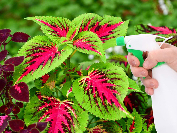 Spryskiwacz opryskiwacz ręczny do roślin kwiat ogrodowy uniwersalny 750 ml