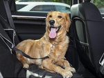 Pas pasy do samochodu dla psa smycz bezpieczeństwa